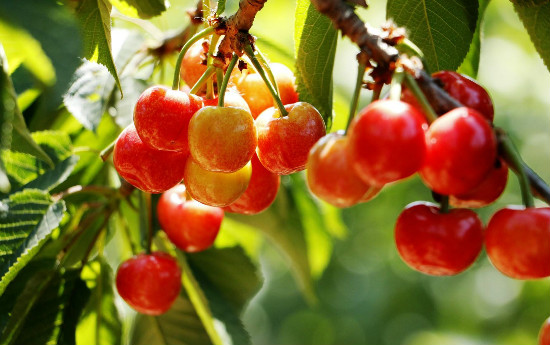 “十里春風醉泉城,不負春光不負卿”濟南旅游發展委員會邀您乘春風,去旅行,采摘踏青樂不停