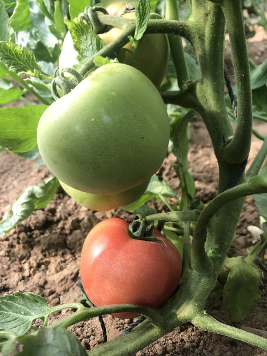 “十里春風醉泉城,不負春光不負卿”濟南旅游發展委員會邀您乘春風,去旅行,采摘踏青樂不停