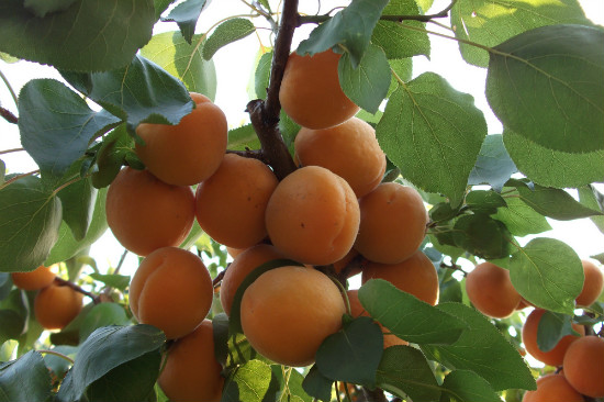 “十里春風醉泉城,不負春光不負卿”濟南旅游發展委員會邀您乘春風,去旅行,采摘踏青樂不停