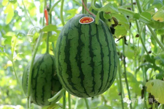 “十里春風醉泉城,不負春光不負卿”濟南旅游發展委員會邀您乘春風,去旅行,采摘踏青樂不停