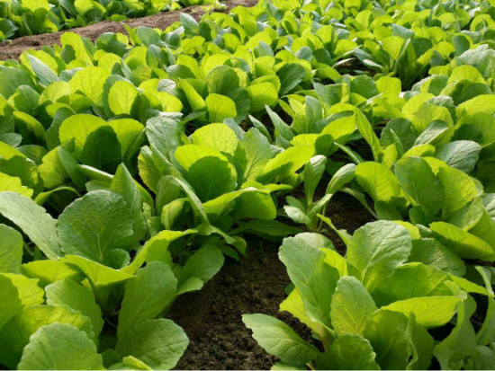 “十里春風醉泉城,不負春光不負卿”濟南旅游發展委員會邀您乘春風,去旅行,采摘踏青樂不停