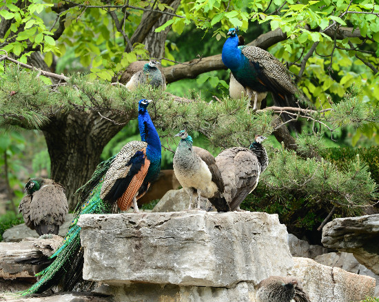 “十里春風醉泉城,不負春光不負卿”濟南旅游發展委員會邀您乘春風,去旅行,采摘踏青樂不停
