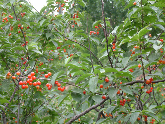 “十里春風醉泉城,不負春光不負卿”濟南旅游發展委員會邀您乘春風,去旅行,采摘踏青樂不停